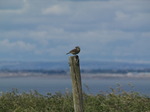 SX06685 Meadow pipit on post (Anthus pratensis).jpg